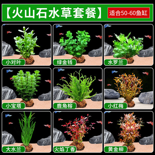 火山石水草植物鱼缸净化水质