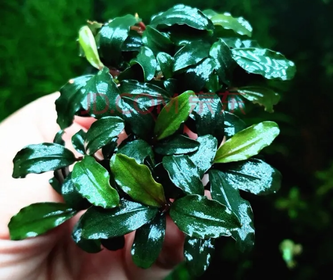 幽灵辣椒榕水榕阴性活体懒人沉木水草鱼缸造景装饰高端入门水下叶