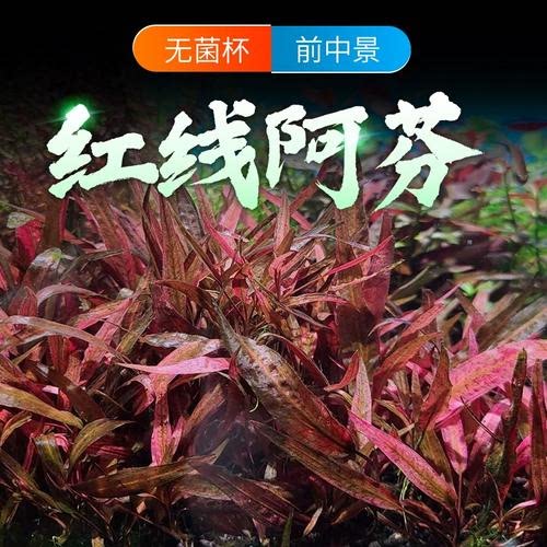 紫线红线阿芬前景小鱼缸里的增氧铺底水草植物阴性真草活新手套餐