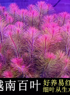 越南百叶鱼缸造景水草植物后景阴性细叶红色好养易红生长快带底座
