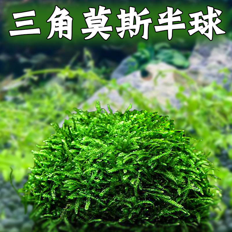 莫斯半球鱼缸水族箱造景装饰新手套餐阴性活体真水草增氧净化水质