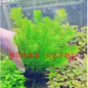 绿羽毛坨草水下叶锦鲤水草植物鱼缸水草活体阴性鱼缸造景无泥水草