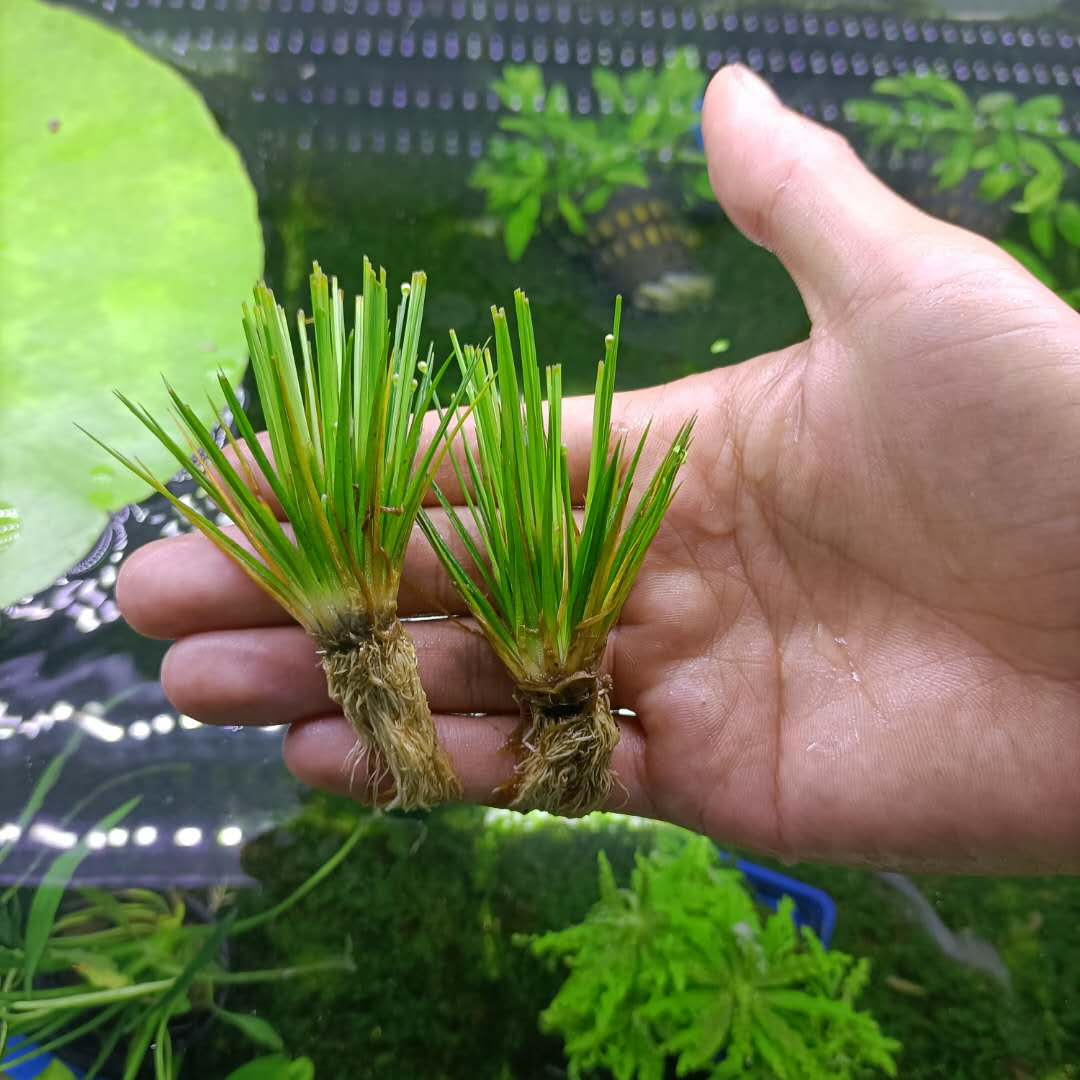 小谷精 白药古精草 挺水水草百科 草缸造景 培育种植 Sbike