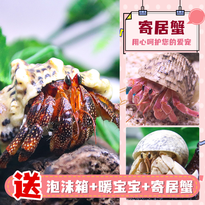 寄居蟹懒人宠物新手好养进口活体