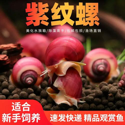 紫纹螺观赏螺冷水除藻清洁鱼缸吃鱼龟粪便淡水活体工具螺蜗牛宠物