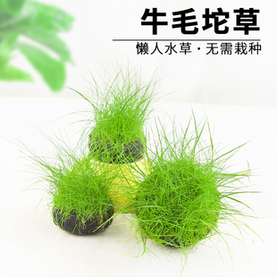 牛毛坨草前景草鱼缸造景免栽种活体淡水增氧净化水质懒人新手水草