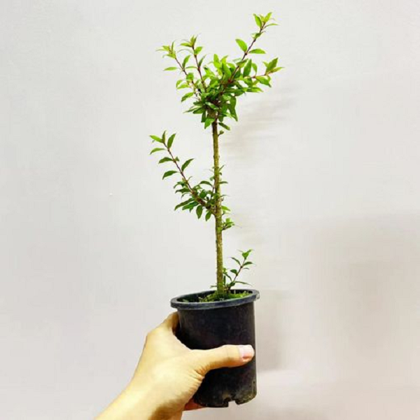 水杨梅鱼缸造景水陆水上植物水草