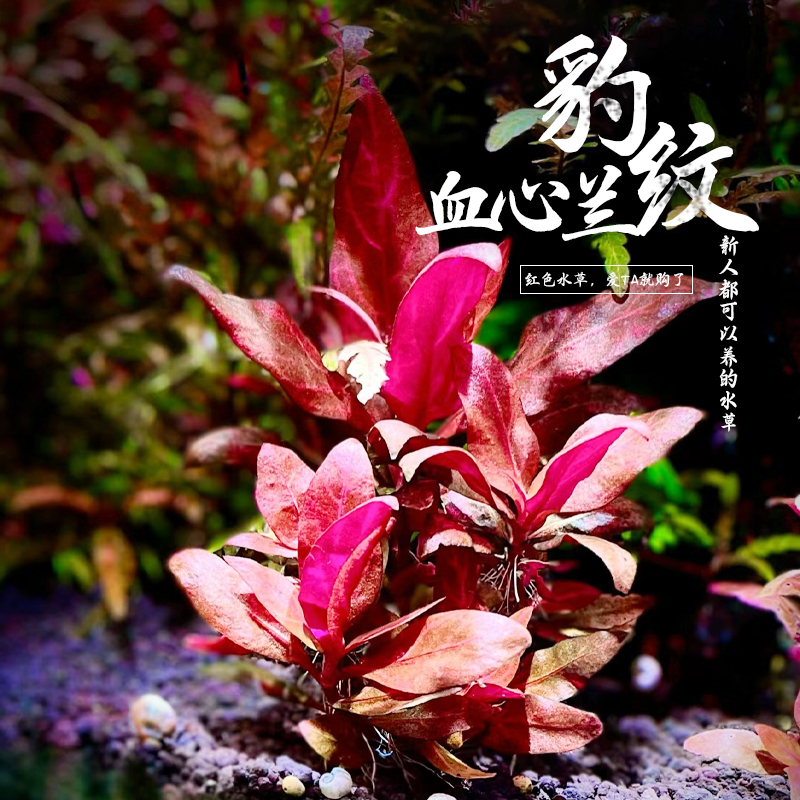 豹纹血心兰活体真水草淡水植物