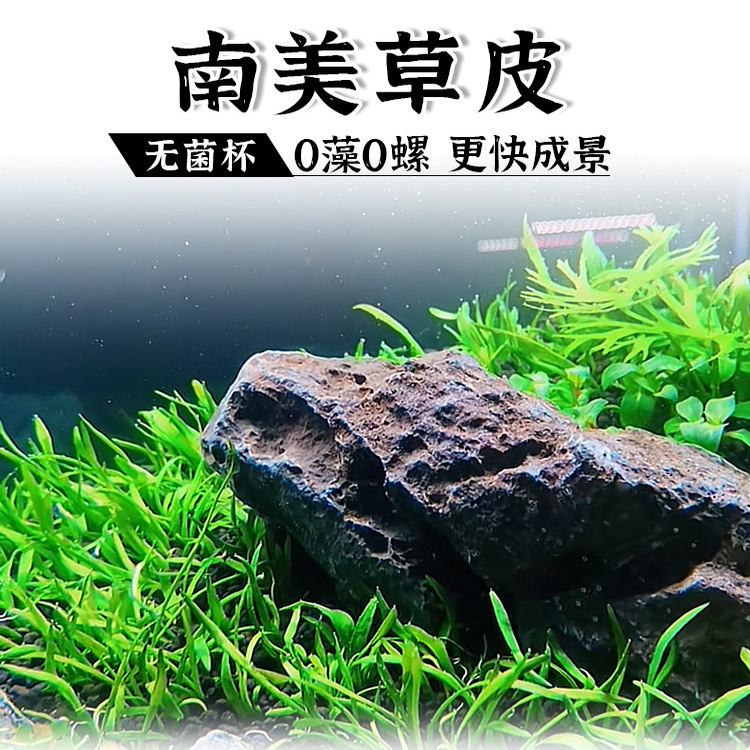 南美草皮前景草鱼缸淡水活体草坪