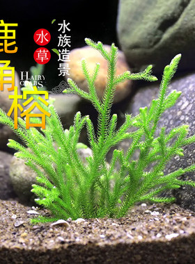 鹿角榕懒人活体水草无土耐活