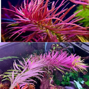 紫三角水草打头草缸鱼缸造景荷兰景中后景有茎阳性百叶红草