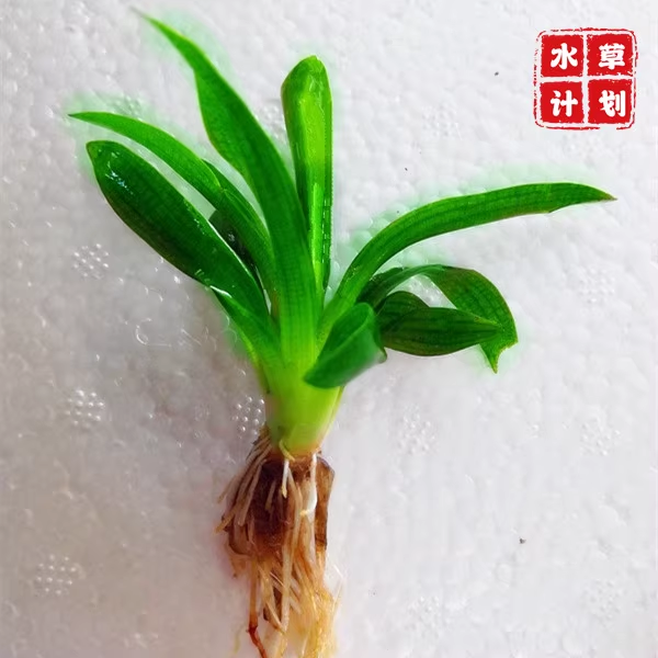 龙舌兰水草鱼缸造景中前景新手易活水草淡水人气植物好养水培水兰