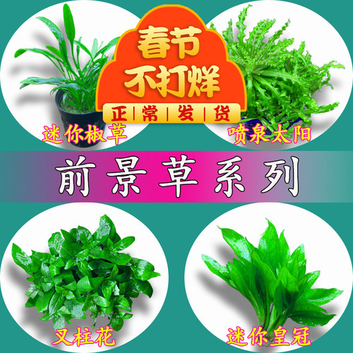 爬地矮珍珠迷你牛毛鱼缸草坪前景