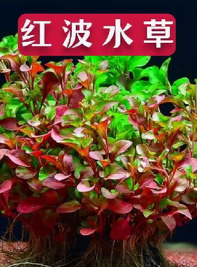 红波水草活体真植物好养鱼缸造景阴性水草淡水增氧净水中后景草
