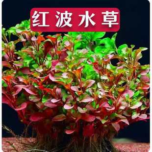 红波水草活体真植物好养鱼缸造景阴性水草淡水增氧净水中后景草