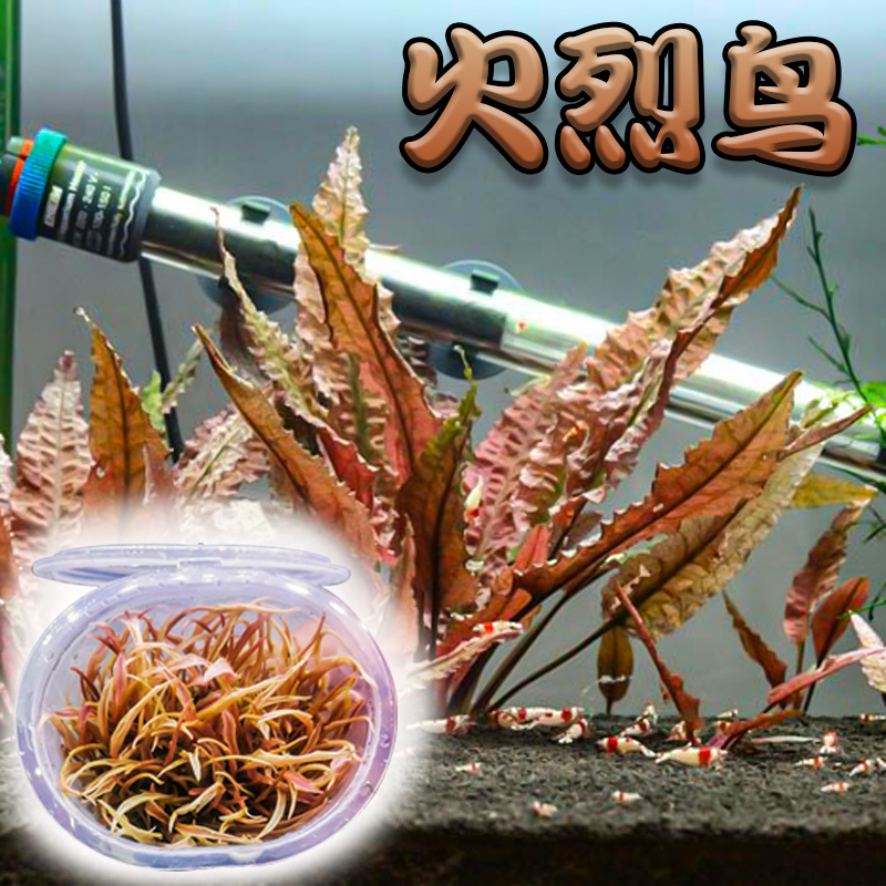 火烈鸟椒草哪个牌子好 火烈鸟椒草品牌排名前10名 最宠网