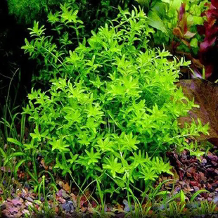 日本珍珠草水草淡水植物真水草矮珍珠草爬地矮珍珠水族箱活体水草