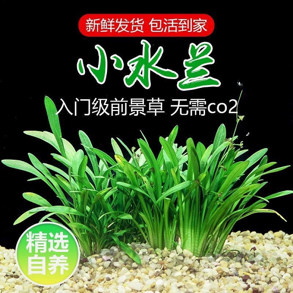 迷你小水兰草缸造景前景草新手入门阴性水草不用二氧化碳好养易活