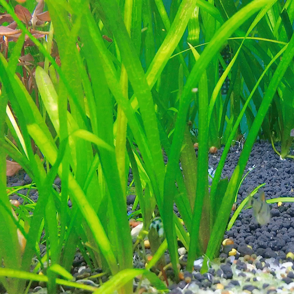 四季水草植物苦草耐寒耐高温