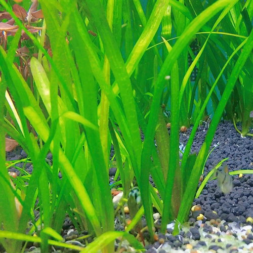 四季水草植物苦草耐寒耐高温