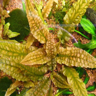 迷你椒草绿温蒂阴性活体水草植物前景草懒人造景新手入门好养易活