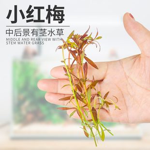 小红莓红梅活体水草淡水植物鱼缸造景自养水下叶新手好养后景有茎