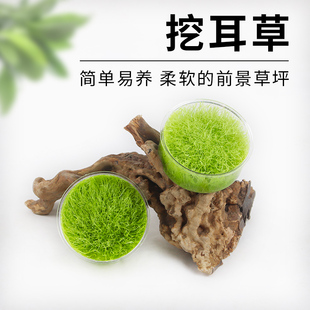 挖耳草鱼缸前景草大草原无菌杯淡水养殖阳性水草植物需要二氧化碳