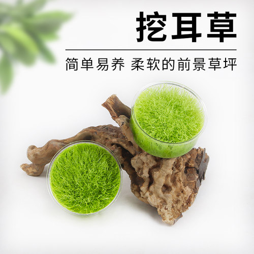 挖耳草鱼缸前景草无菌淡水养殖