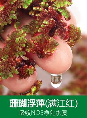 满江红珊瑚萍水培水生花卉养龟