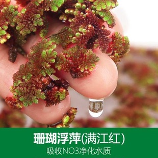 满江红珊瑚萍水培水生花卉养龟养鱼虾缸花卉微造景观植物浮萍净化