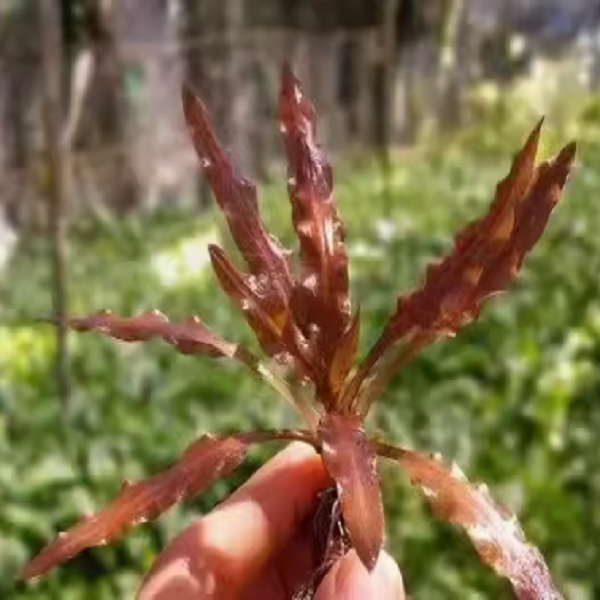 红亚比椒草稀有品种自身玩家推荐