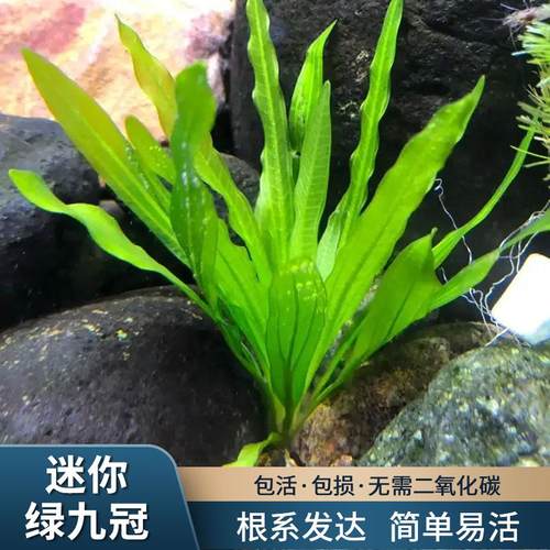 迷你绿九冠小叶九冠阴性水草皇冠