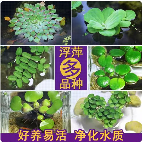 鱼缸浮萍水草活体水培植物