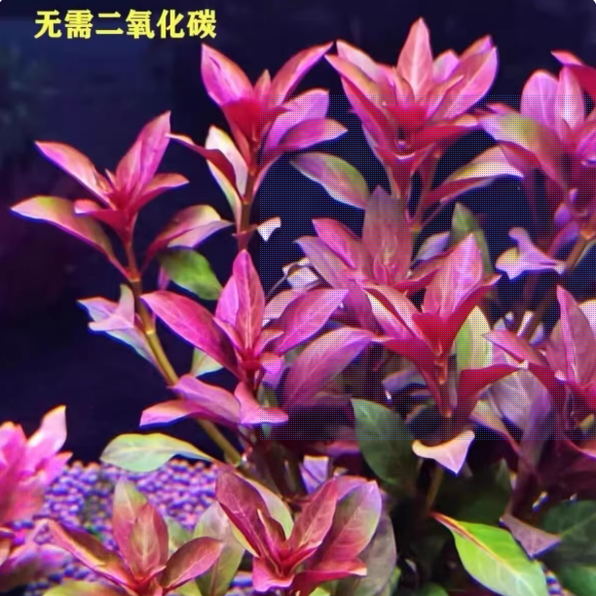 火焰丁香新款紫红色水草鱼缸造景