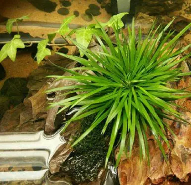 水草微景观金边好养易活有茎类