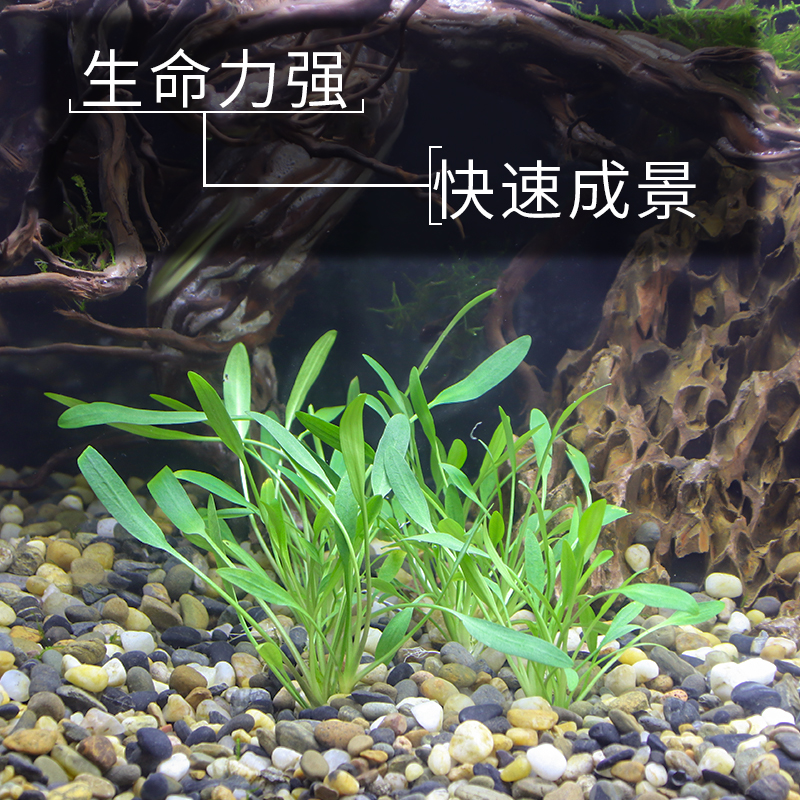 迷你椒草 青椒草 帕夫椒草 挺水水草百科 草缸造景 培育种植 Sbike