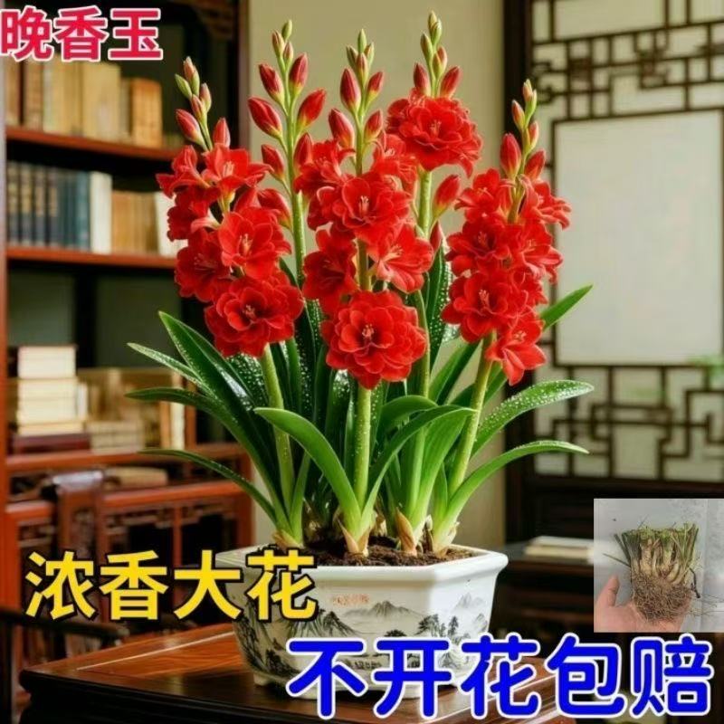 晚香玉种球多头重瓣盆栽浓香型纯白色阳台庭院室外耐旱植物花卉