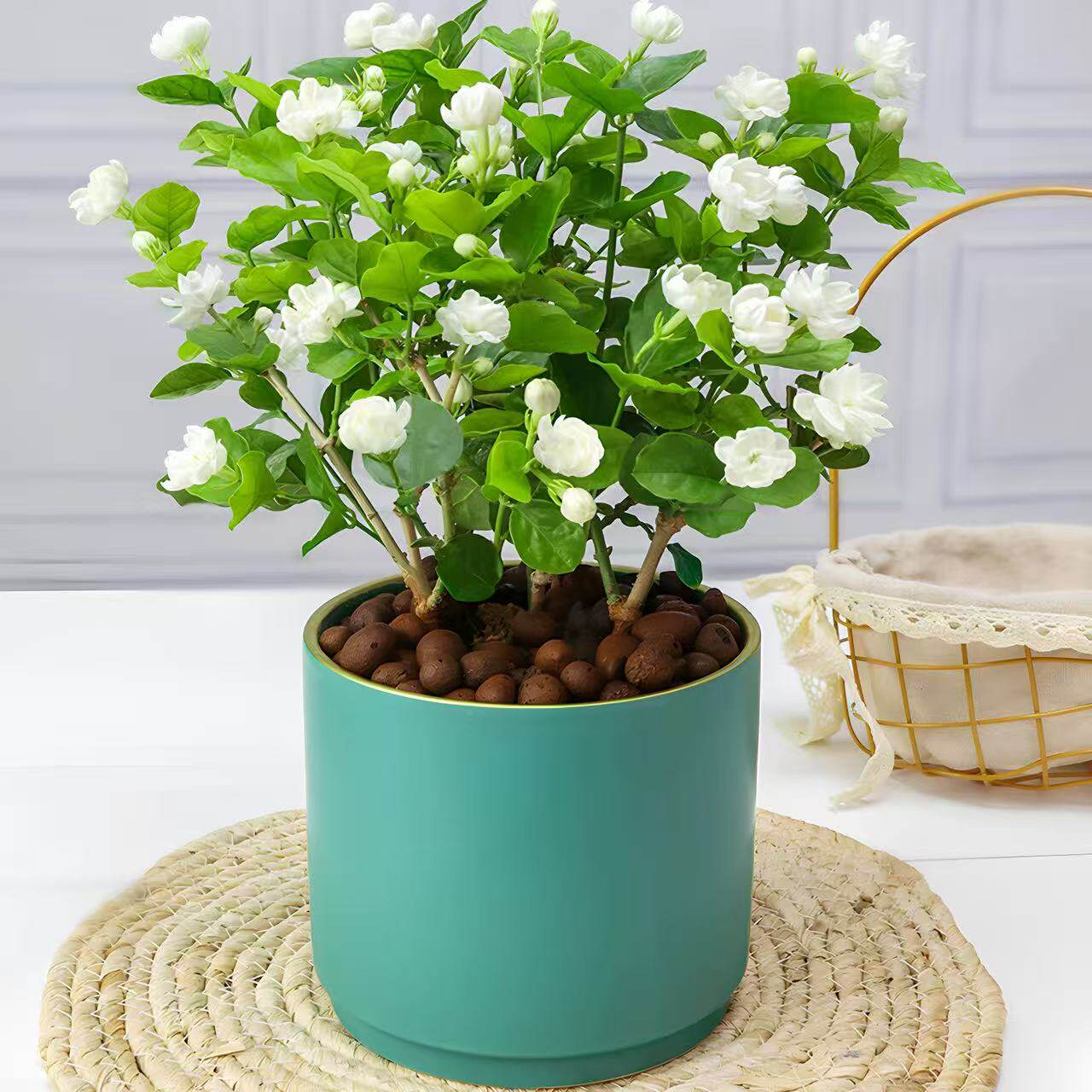 重瓣茉莉花苗盆栽室内外绿植阳台客厅老桩菊花茉莉浓香型绿植