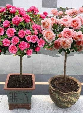 树状月季树大花老桩高桩月季树桩月季嫁接棒棒糖月季树月季