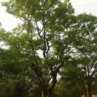 朴树树苗大树园林绿化工程苗木行道拆迁占地庭院朴树苗道路风景树