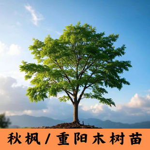 秋枫重阳木树苗庭院道路绿化四季常青生长快耐寒户外园林景观树苗