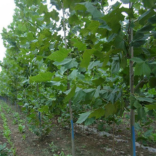 法国梧桐树苗 速生法桐苗小苗 树苗 别名法桐 悬铃木 青皮梧桐