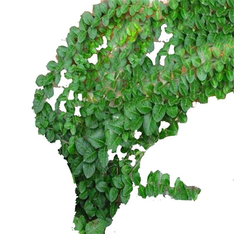 花卉爬藤四季不掉叶可盆栽植物