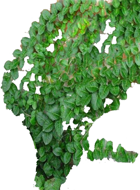 花卉爬藤四季不掉叶可盆栽植物