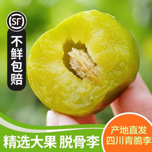 正宗四川脱骨青脆李子土李子新鲜水果当季茵红李蜂糖汶川整箱批发