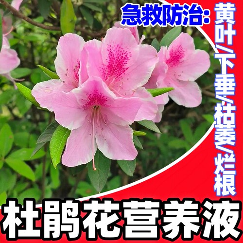 治杜鹃花黄叶下垂枯萎烂根促生长