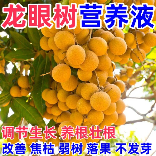 治龙眼树黄叶焦枯弱树落果烂根