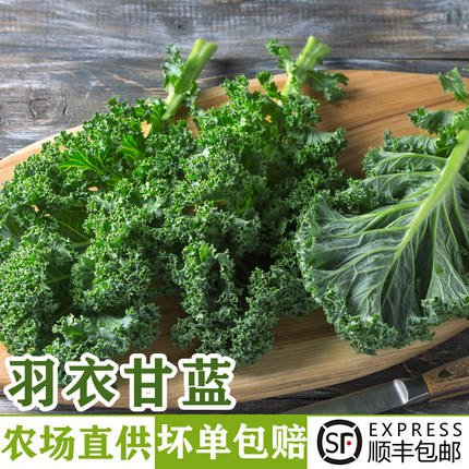 新鲜羽衣甘蓝嫩叶甘兰kale健身轻食榨汁烤片蔬菜西餐沙拉食材配菜