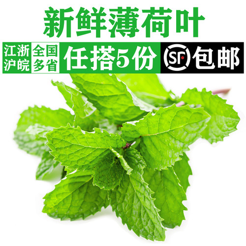 可食用留兰香薄荷叶调酒茶饮装饰