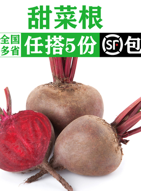 新鲜甜根菜500g 甜菜头紫红菜头 新鲜蔬菜西餐榨汁食材 5件包邮